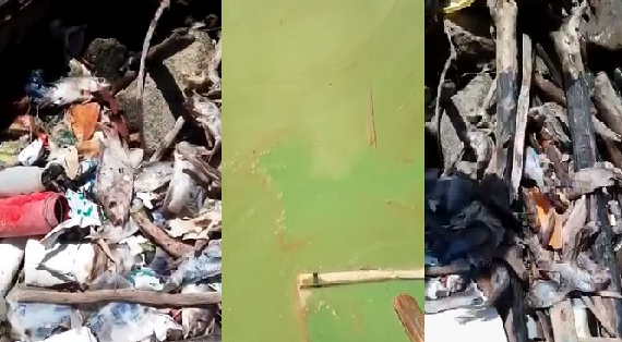 Cotuí: Mineras contaminan presa de Hatillo; hay miles de peces muertos